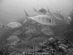 Giant trevallies hunting over a reef - black and white by Laura Dinraths 